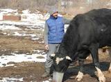 Бык Буран – главный в селекционных начинаниях местного фермера Руслана Цыбульского